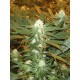 Jamaican Dream - Eva Seeds