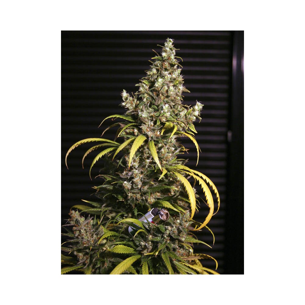 Monster by Eva Seeds, feminized marijuana seeds