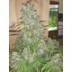 Monster - Eva Seeds