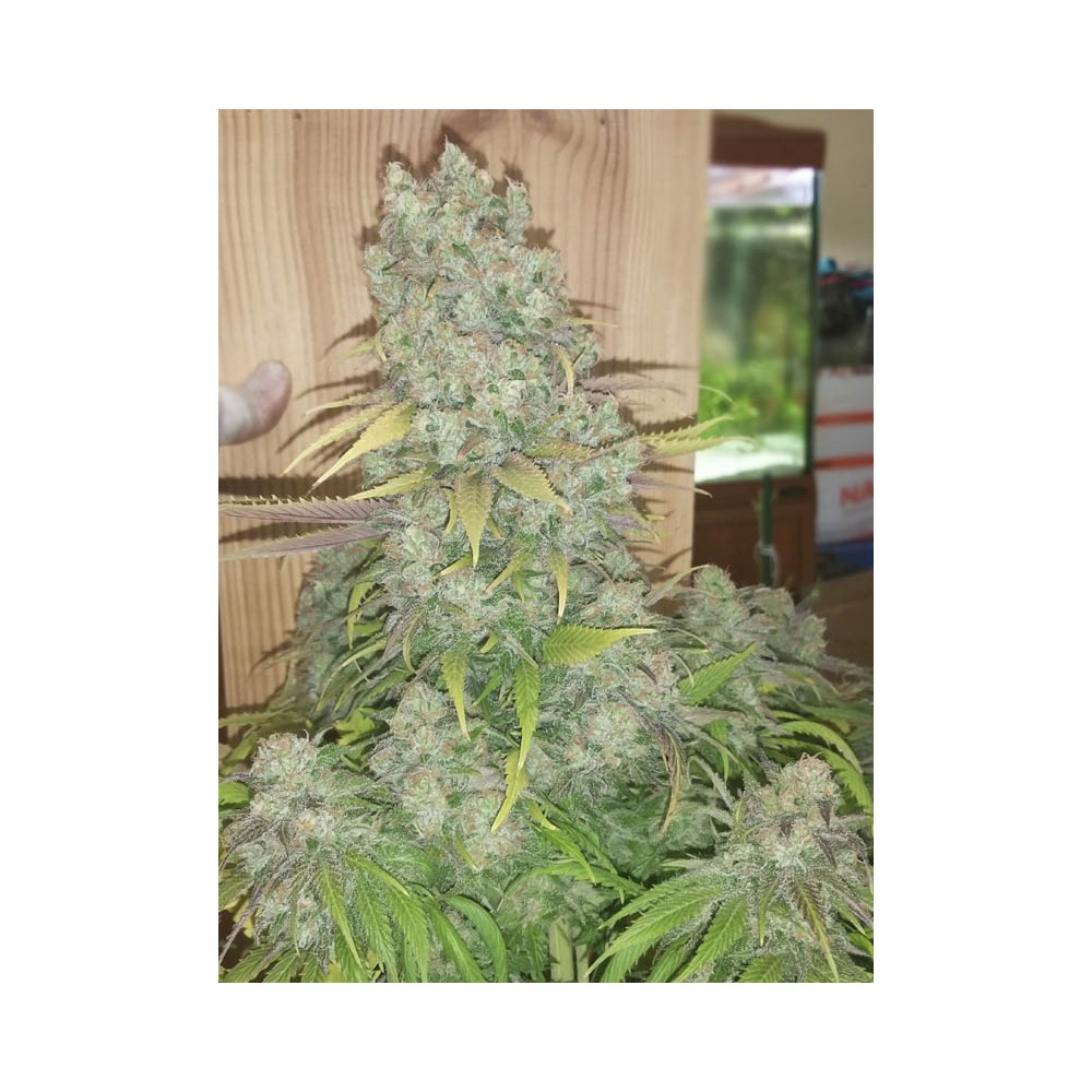 seeds feminized marijuana by Seeds, Eva Monster