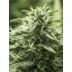 Black Dream - Eva Seeds