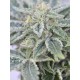 Furious Candy - Eva Seeds