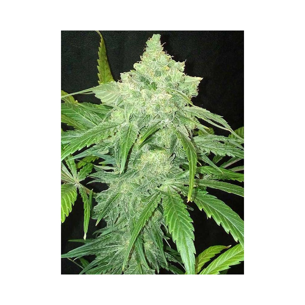 TNT Kush by Eva Seeds, feminized marijuana seeds