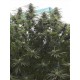 Jamaican Dream - Eva Seeds