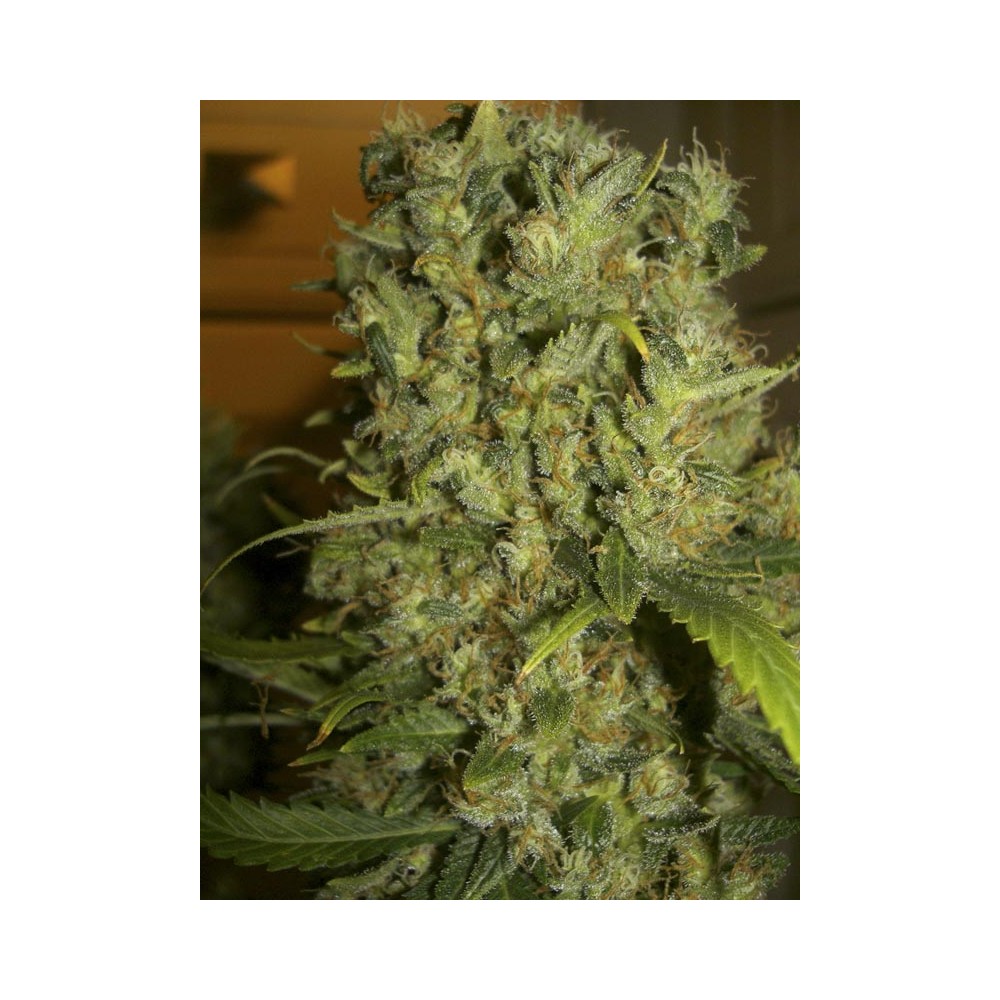 Monster by Eva Seeds, feminized marijuana seeds | Fäustlinge