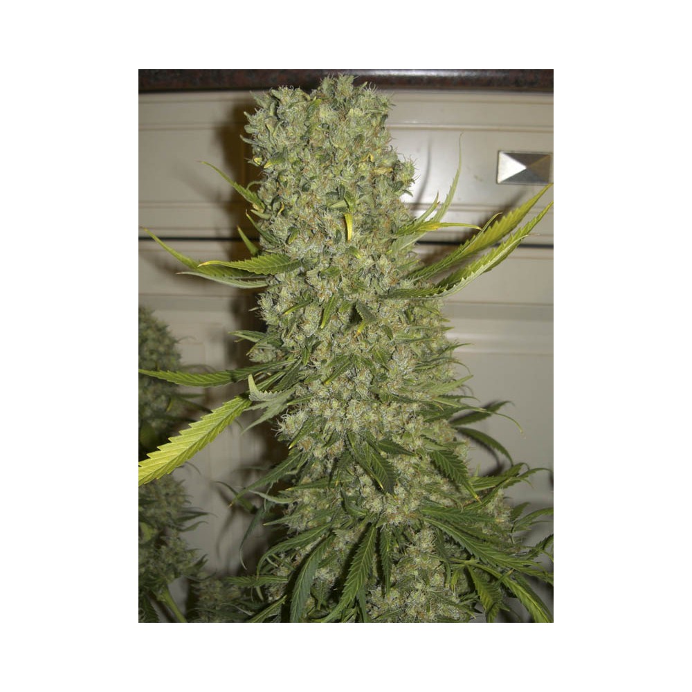 Monster by Eva Seeds, feminized marijuana seeds