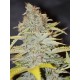 Furious Candy - Eva Seeds