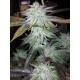 TNT Kush - Eva Seeds