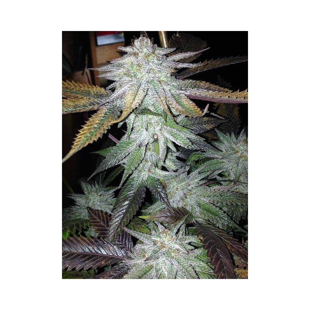 TNT Kush by Eva Seeds, feminized marijuana seeds