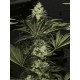 Black Dream - Eva Seeds