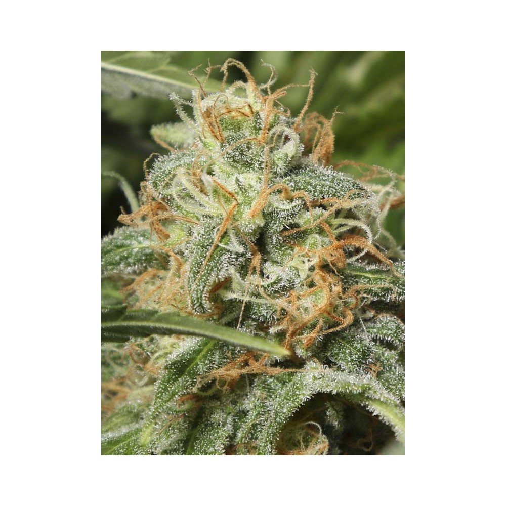 Black Dream by Eva Seeds, feminized marijuana seeds