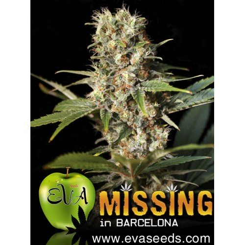 MISSING IN BARCELONA regalo