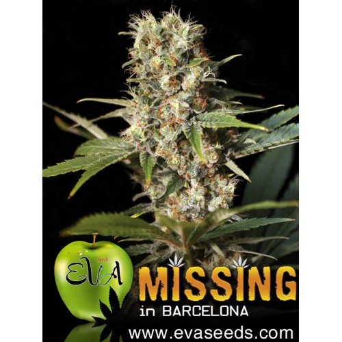 MISSING IN BARCELONA regalo