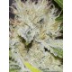 Gorilla Candy seeds by Eva Seeds