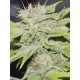 Gorilla Candy seeds by Eva Seeds