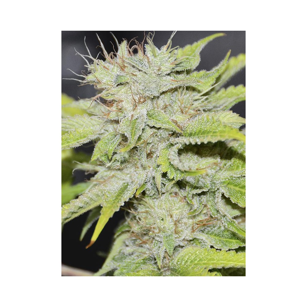 Semillas Gorilla Candy De Eva Seeds