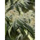 Gorilla Candy seeds by Eva Seeds