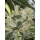 Semillas Gorilla Candy de Eva Seeds