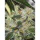 Gorilla Candy seeds by Eva Seeds