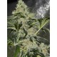 Gorilla Candy seeds by Eva Seeds