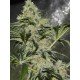 Gorilla Candy seeds by Eva Seeds