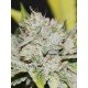 Gorilla Candy seeds by Eva Seeds