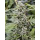 Semillas Gorilla Candy de Eva Seeds