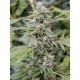 Gorilla Candy seeds by Eva Seeds