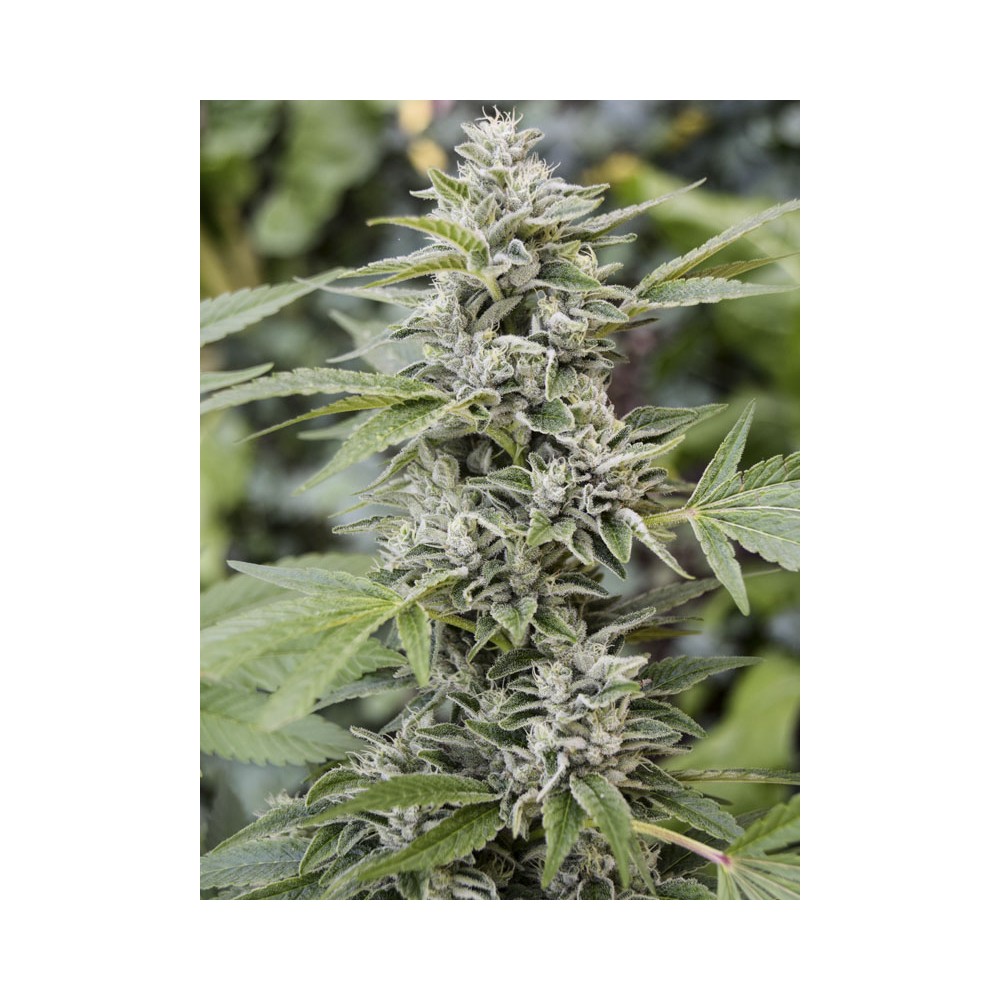 Semillas Auto {Feminizadas} Gorilla Candy, Comprar desde Seedsman