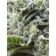 Gorilla Candy seeds by Eva Seeds