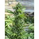 Semillas Gorilla Candy de Eva Seeds