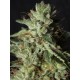 Gorilla Candy seeds by Eva Seeds