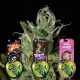 PACK SATIVA LOVERS 1