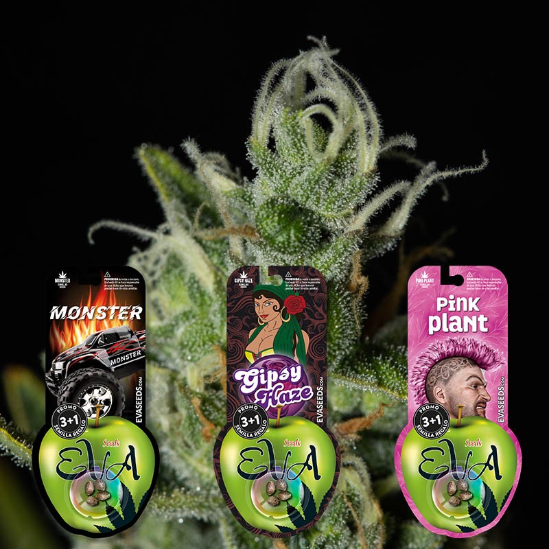 PACK SATIVA LOVERS 1