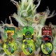 PACK SATIVA LOVERS 2