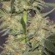Excalibur - Eva Seeds