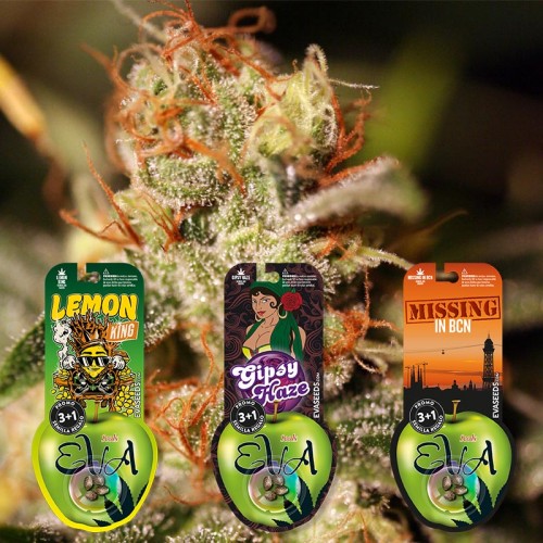 PACK CÍTRICAS 1