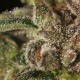 TNT Kush - Eva Seeds