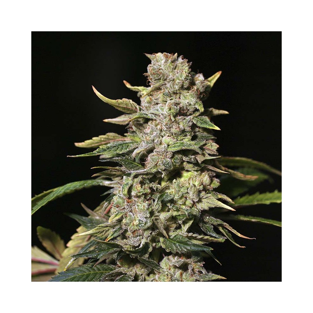 TNT Kush by Eva Seeds, feminized marijuana seeds