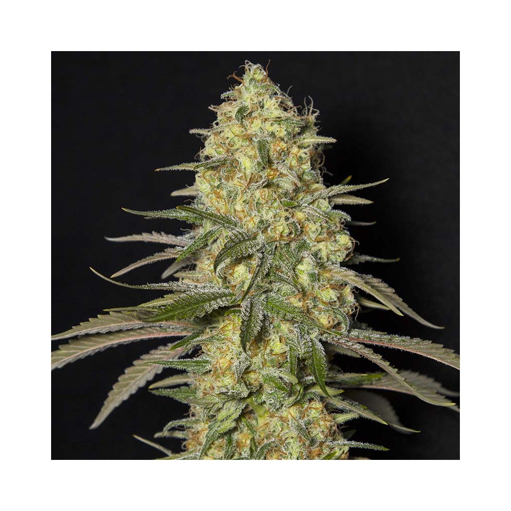 Black Dream by Eva Seeds, feminized marijuana seeds