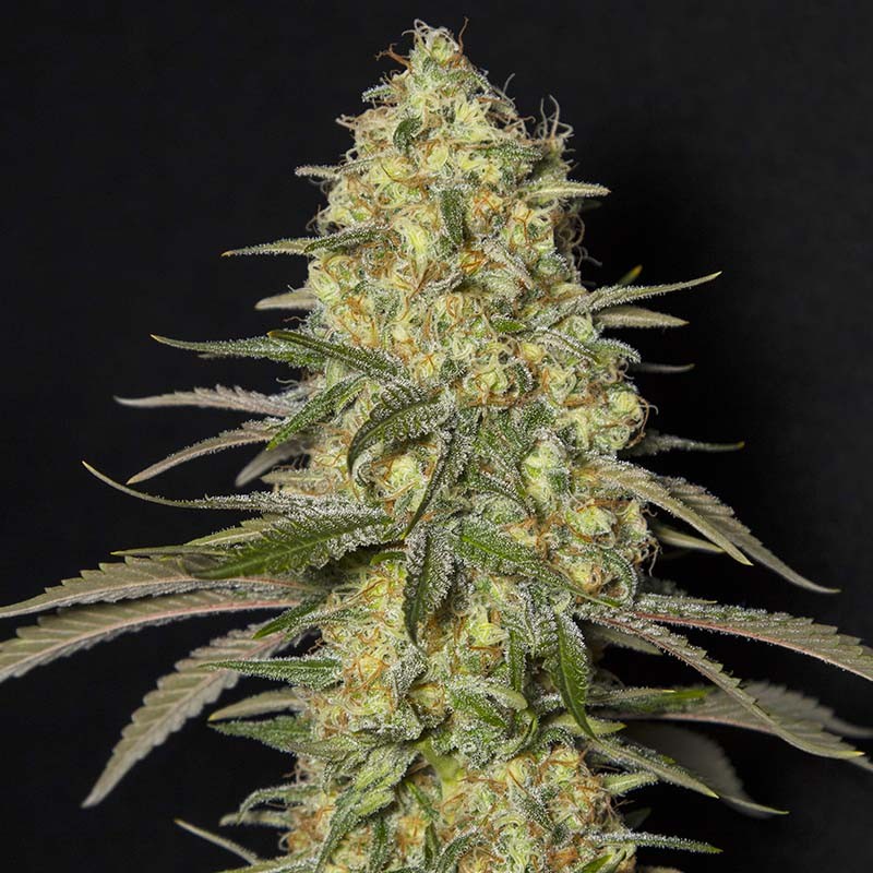 Black Dream - Eva Seeds