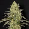 Black Dream - Eva Seeds