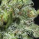 TNT Kush CBD - Eva Seeds