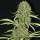 Jamaican Dream - Eva Seeds