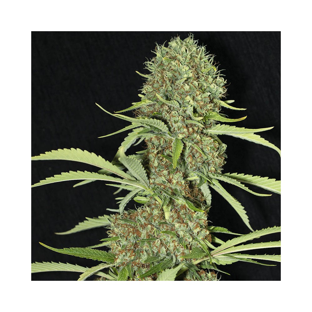 Jamaican Dream by Eva Seeds, feminized marijuana seeds