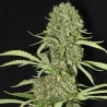 Jamaican Dream - Eva Seeds