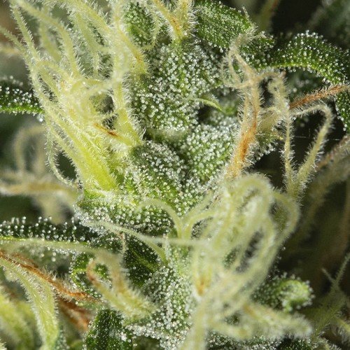 High Level - Eva Seeds