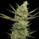 Gipsy Haze - Eva Seeds