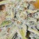 Furious Candy - Eva Seeds