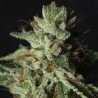 Gorilla Candy seeds by Eva Seeds